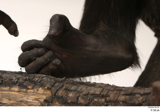 Chimpanzee Bonobo foot 0008.jpg